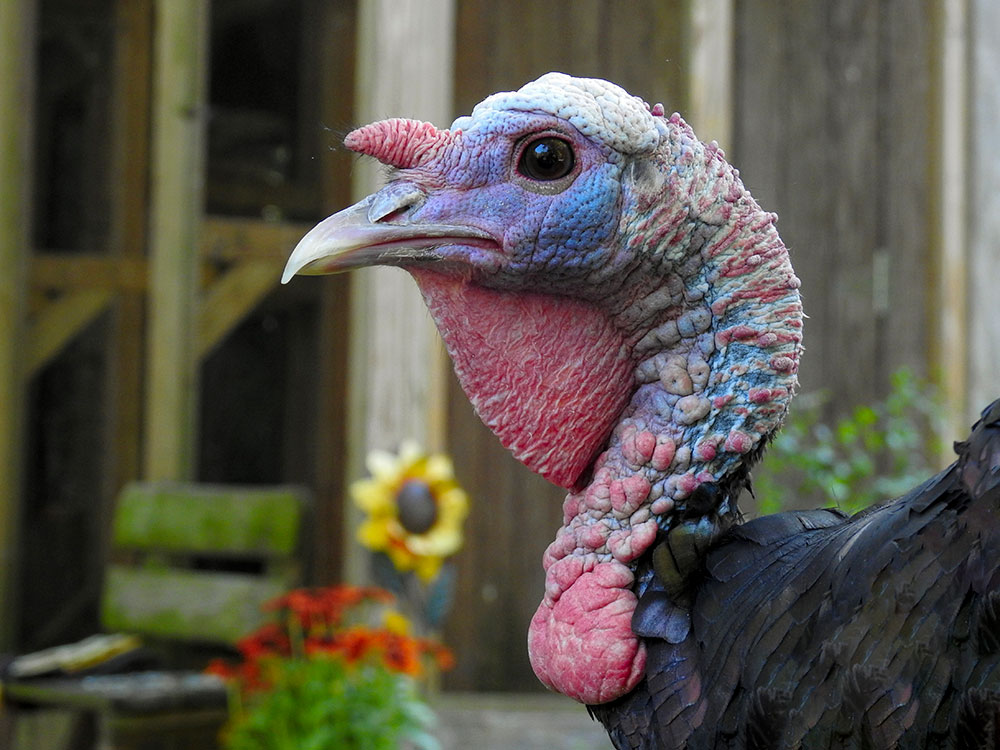 Giving Thanks for the Wild Turkey