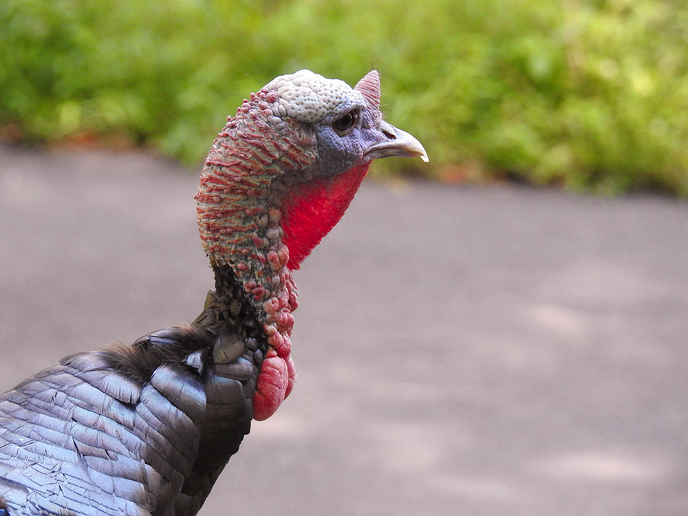 Turkeys are beautiful, intelligent, sensitive, and social animals