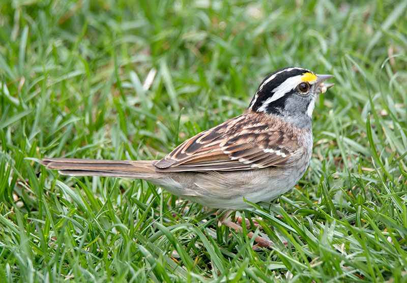 White-throated Sparrows prefer foraging on the ground for food so scatter handfuls of millet seed under your feeders