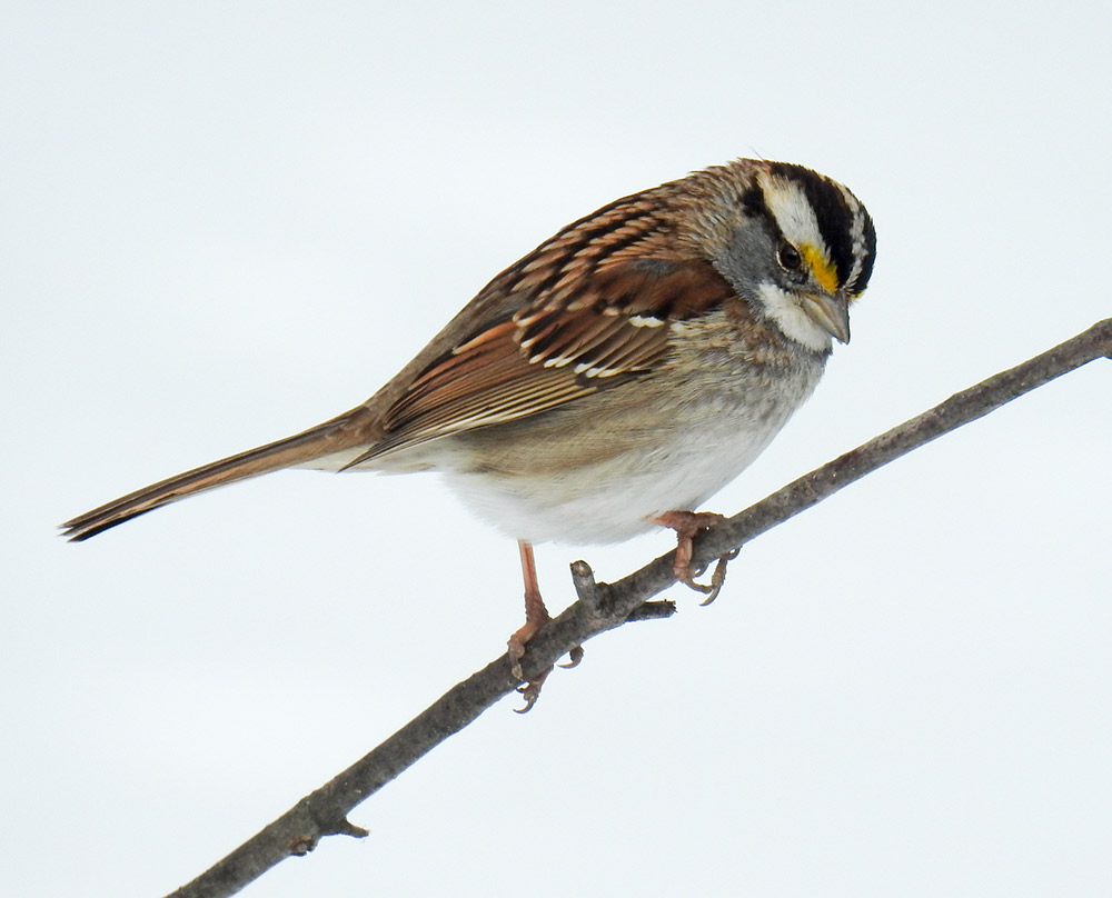 The White-throated Sparrow is a handsome bird sporting a black-and-white pattern on its head with a bib of white feathers covering their throat