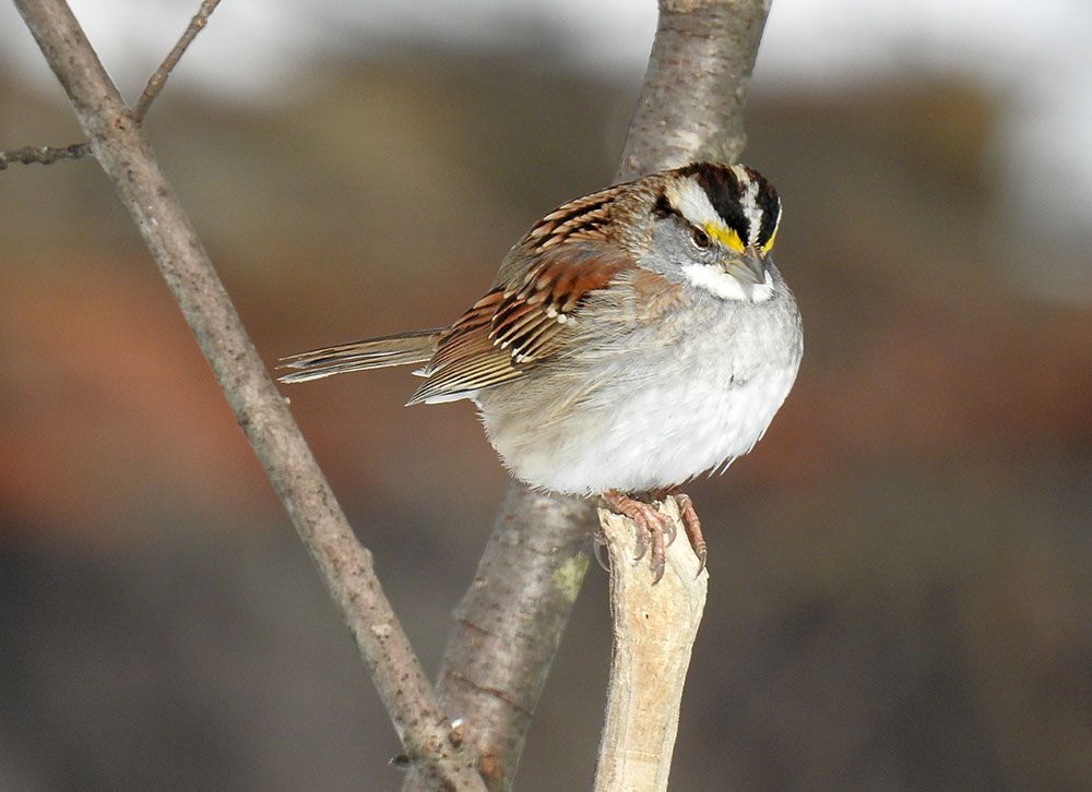 white throated sparrow food