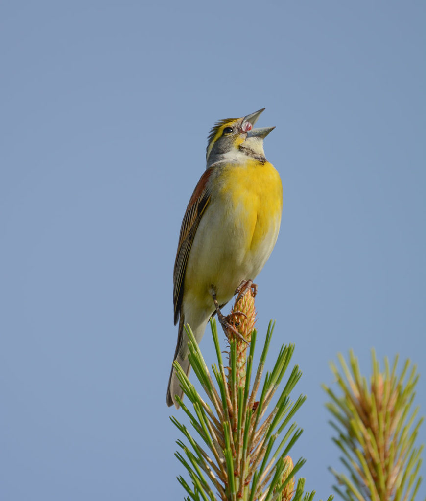 Dickcissel_Kyle_Horton_web