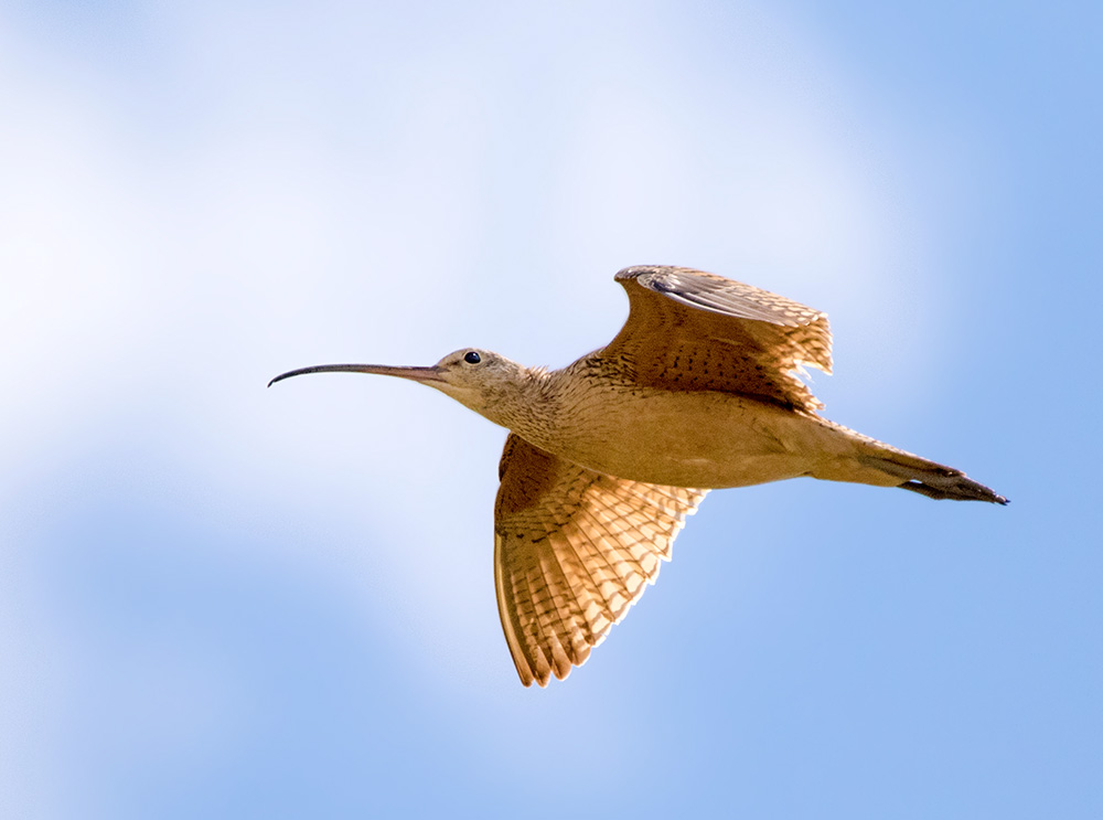 Long-billed_Curlew_Nick-Saunders_web