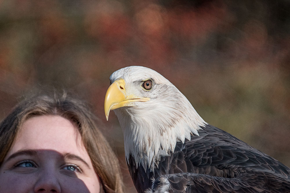 Christine and her stunning bald eagle, Aurora
