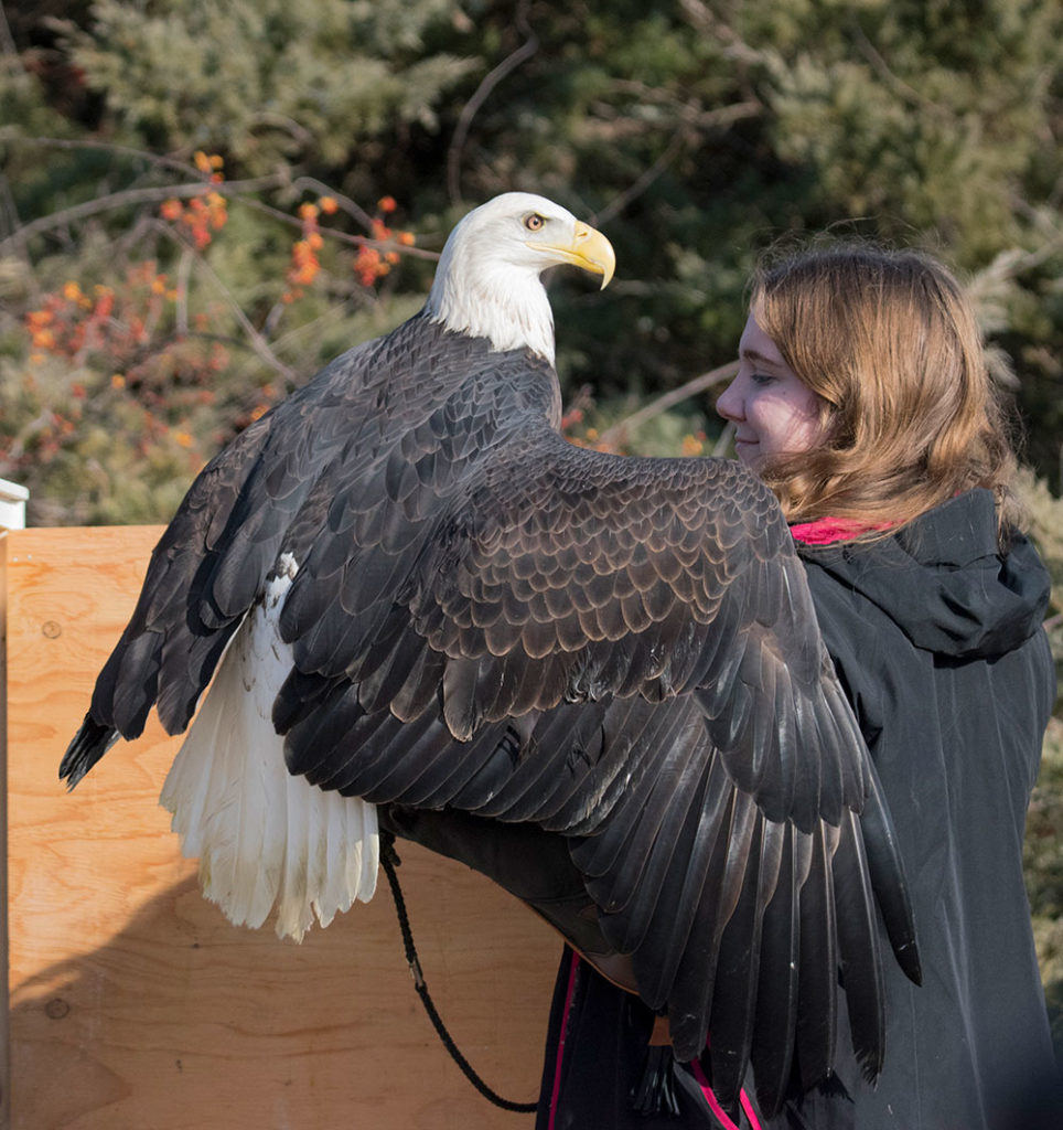 Aurora is Christine's beautiful bald eagle bird ambassador