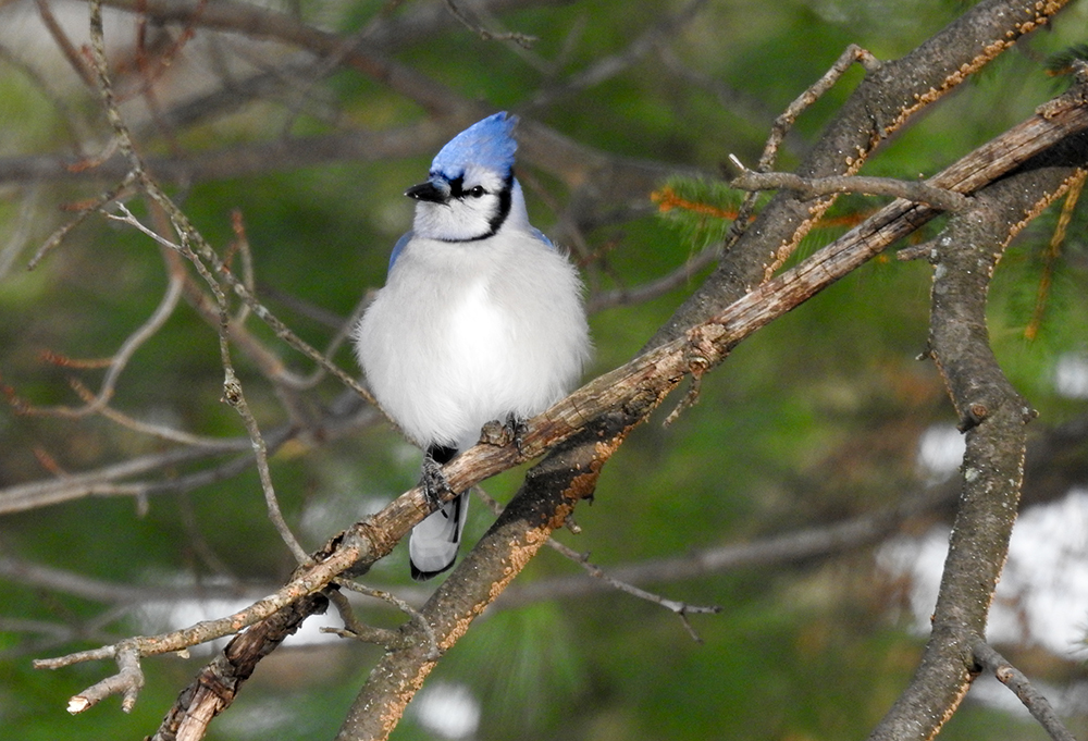 Birds flatten or fluff up their feathers to create more airspace between them as a way to regulate temperature. Pictured is a Blue Jay looking fluffier because its puffing up and trapping air that acts as additional insulation between its feathers