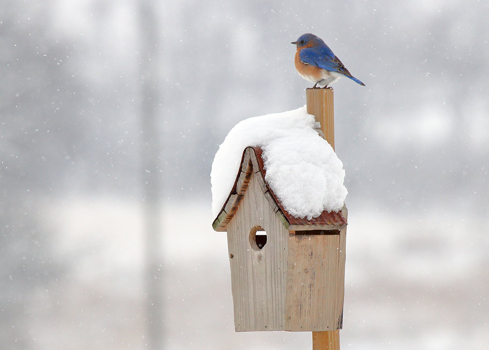 Welcoming winter birds to your backyard during winter keep your yard filled with beautiful bursts of color only birds can provide. Pictured is an Eastern Bluebird