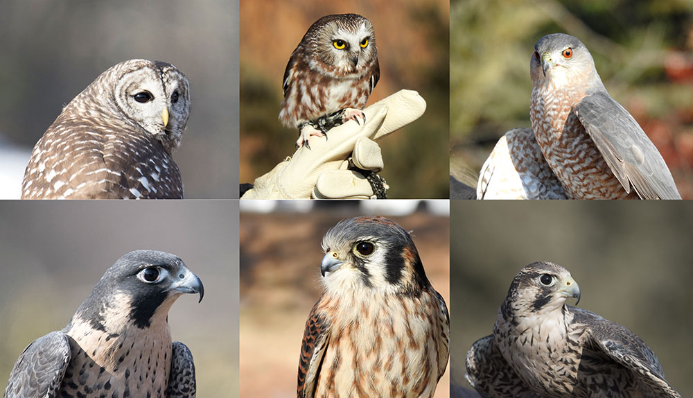 Christine's Critters from the Birds of Prey Show. Top ( L to R) Cypress - Barred Owl, Mr. Higgins - Northern Saw-whet Owl, Archer - Cooper's Hawk. Bottom (L to R) Equinox - Peregrine Falcon, Salsa - American Kestrel, and Solstice - Arctic Peregrine Falcon