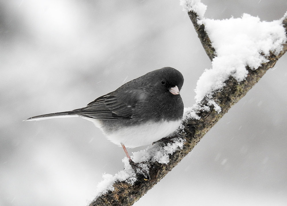 Welcoming Winter Birds to Your Backyard - intoBirds