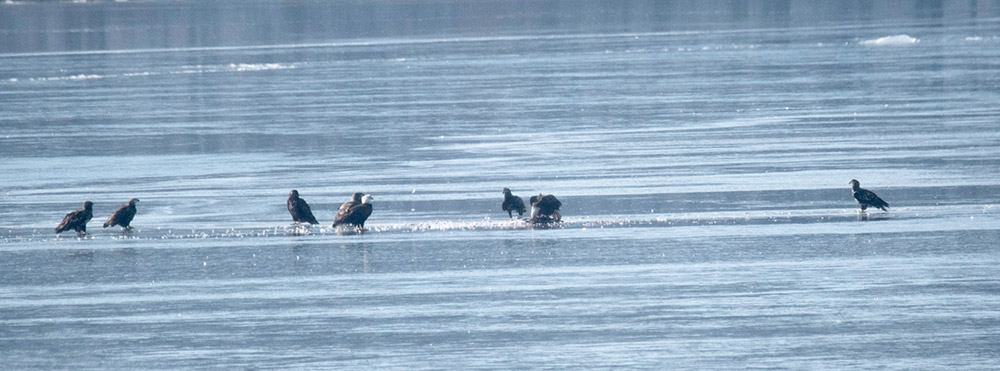 Bald eagles gather to enjoy a meal on the ice