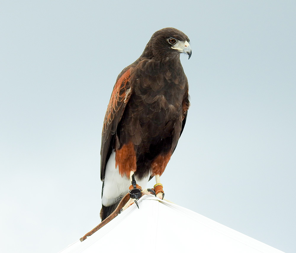 The Harris's Hawk's vision registers at 77 Hz