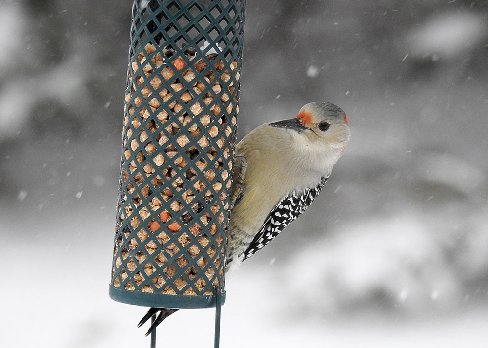 Female Red-bellied Woodpecker visiting our peanut suet feeder during a winter storm