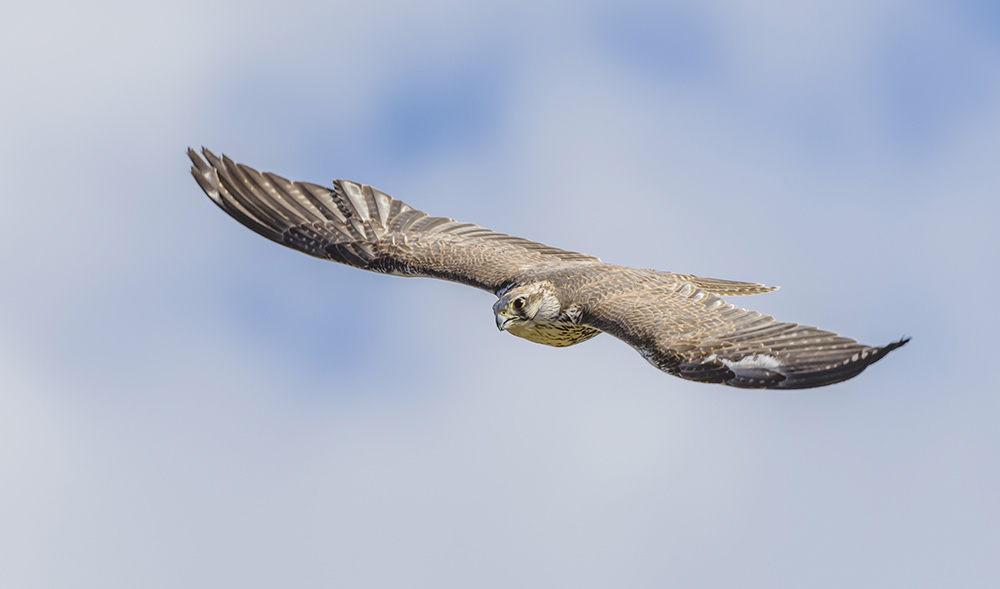 The Saker Falcon's vision registers at 102 Hz