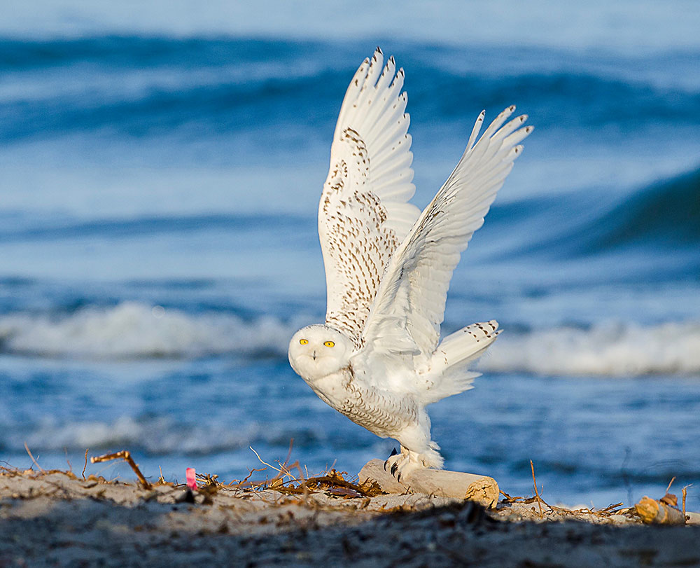 When you have a Snowy Owl in your sights, you don't wants cold hands preventing from getting a great shot!