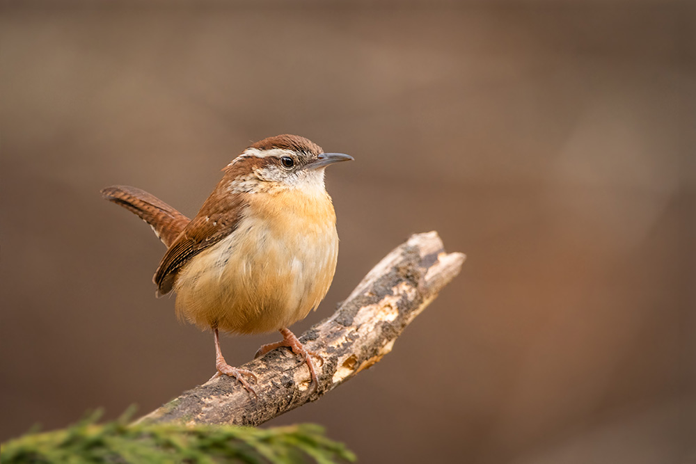 The Great Backyard Bird Count 2019 Photo Contest winner, First Place – Composition, Carolina Wren by Jenny Burdette of Georgia
