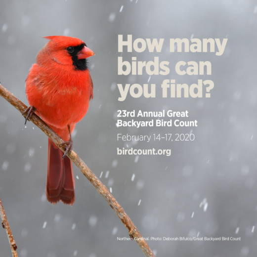 Great Backyard Bird Count 2020