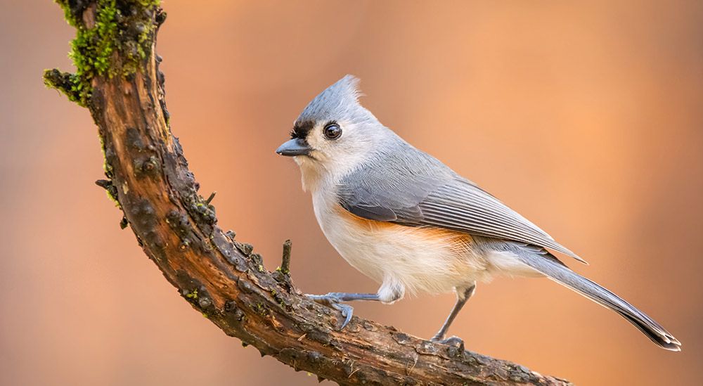 Tufted Titmouse by Jenny Burdette, of Georgia was the overall winner of 2019 GBBC Photo Contest