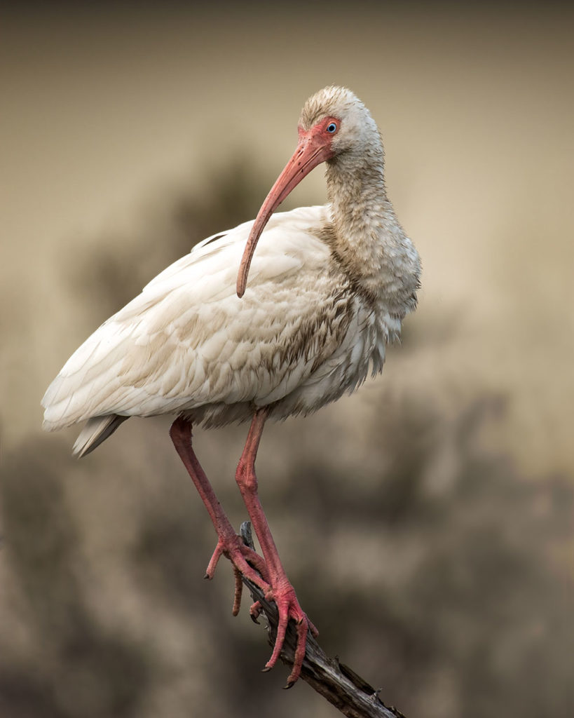 White Ibis by Neva Scheve of North Carolina was the second place winner of 2019 GBBC Photo Contest
