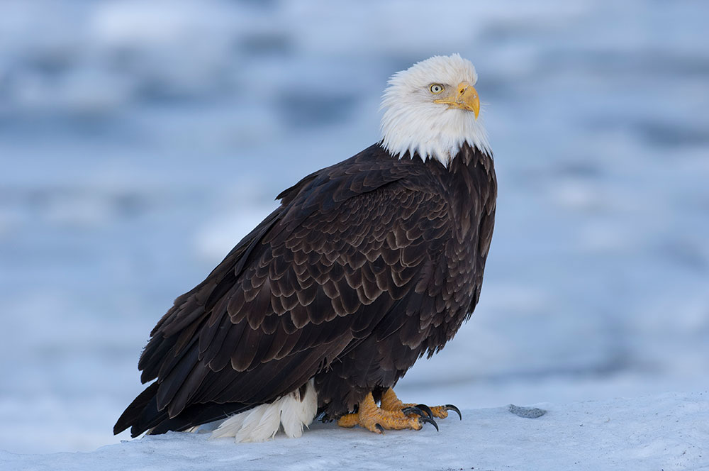 The stars of Teatown's EagleFest are the wintering Bald Eagles