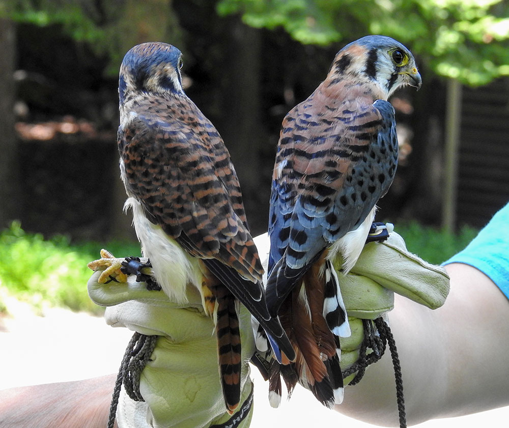 Male American Kestrel on the right shows difference from the female on the left with barred rufous wings, and steel blue back