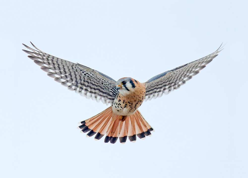Male American Kestrel hovering above