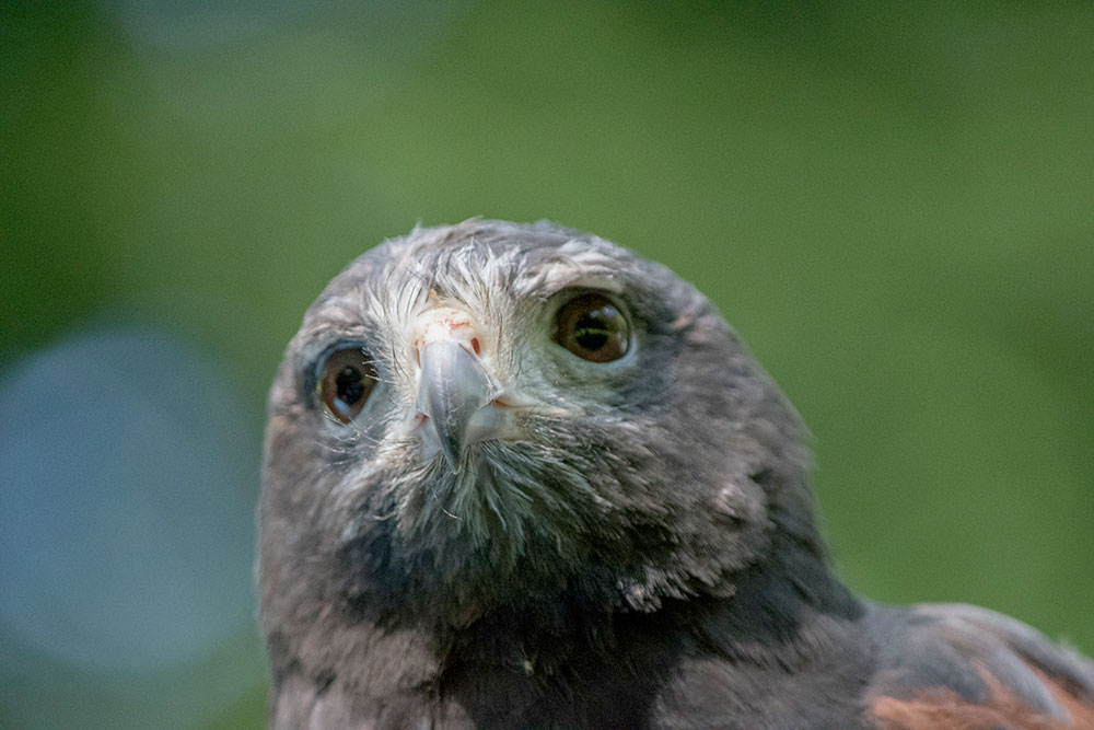 The Harris's Hawk is one of the most popular birds used in the sport of falconry