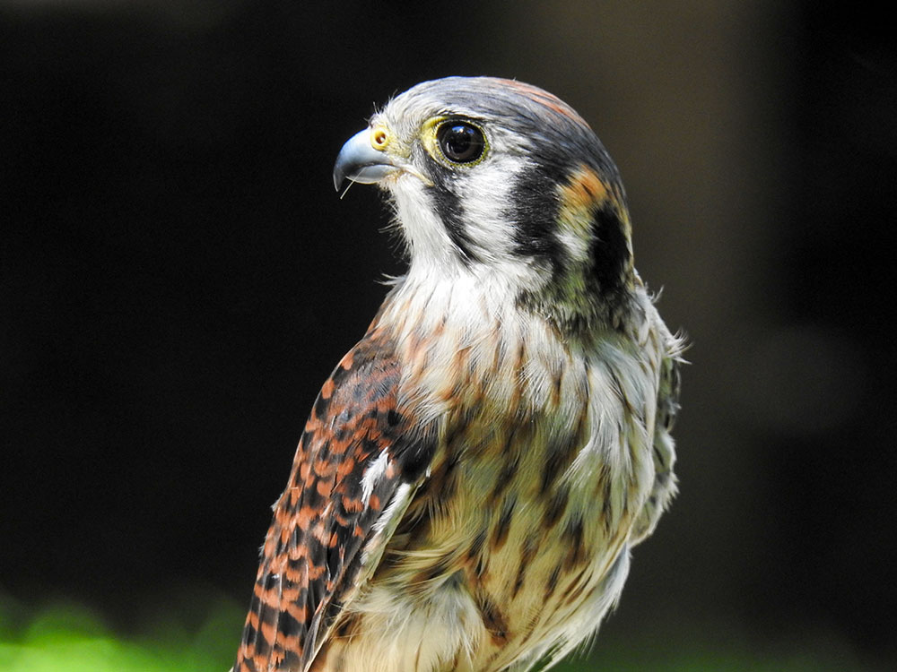 Identifying Male and Female American Kestrels | intoBirds