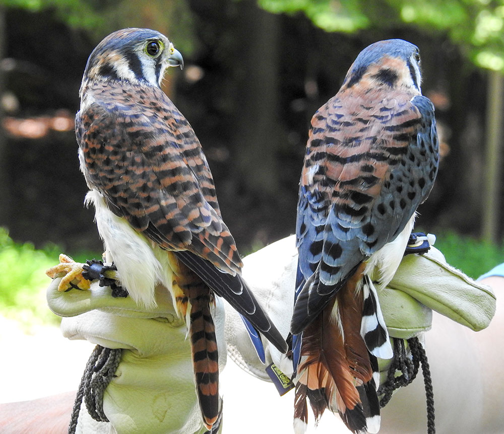 Female American Kestrel on the left shows difference from the male on the right with barred rufous wings and back