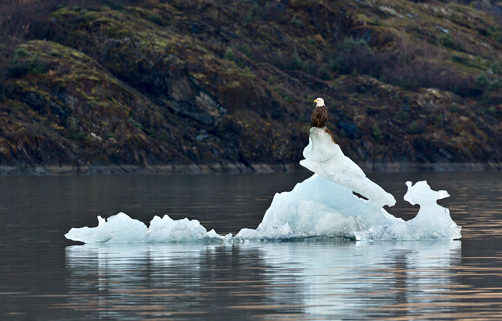 EagleFest celebrates the Bald Eagle’s winter migration to the Hudson River