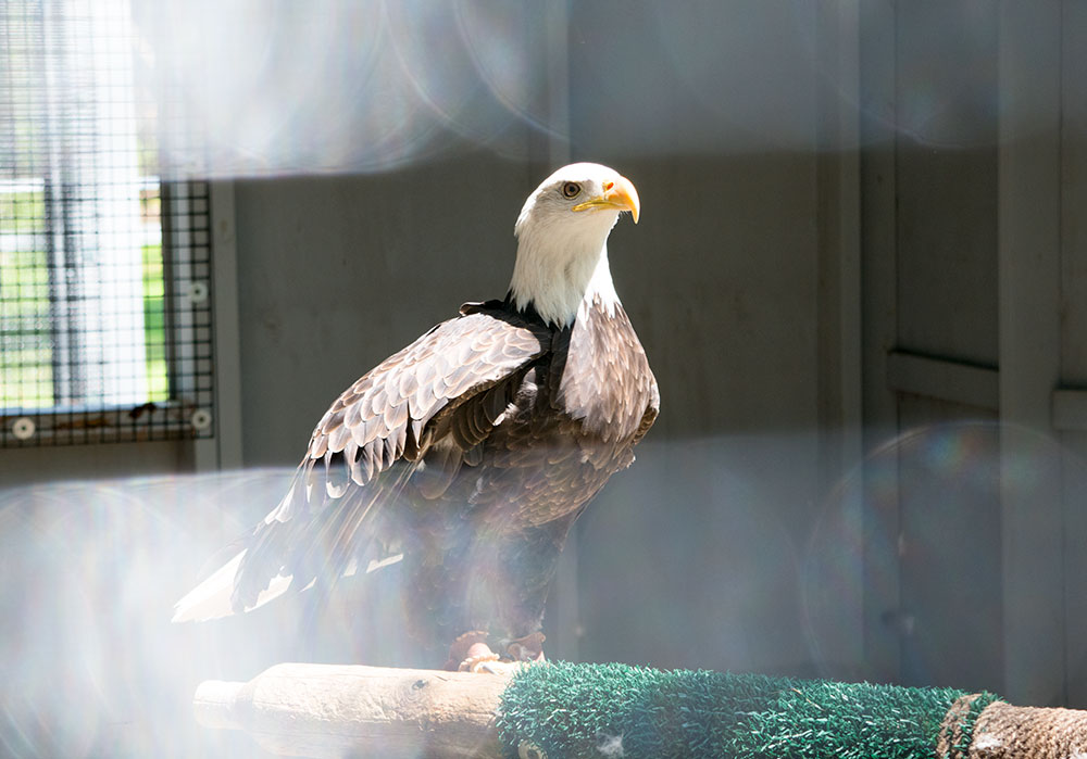 Atka is a non-flighted bird and has been under Mary-Beth’s care since 2011 as a 1-year-old juvenile