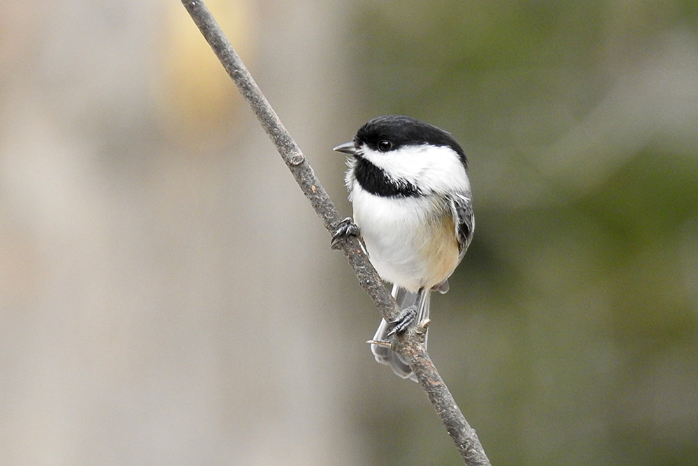 Study looks at how Black-capped Chickadees and Red-breasted Nuthatches encode information in their calls