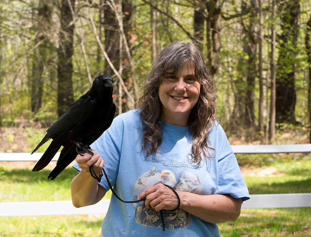 Mary-Beth Kaeser with Corbin, an American Crow, taken from his nest by a hawk and suffering a broken shoulder