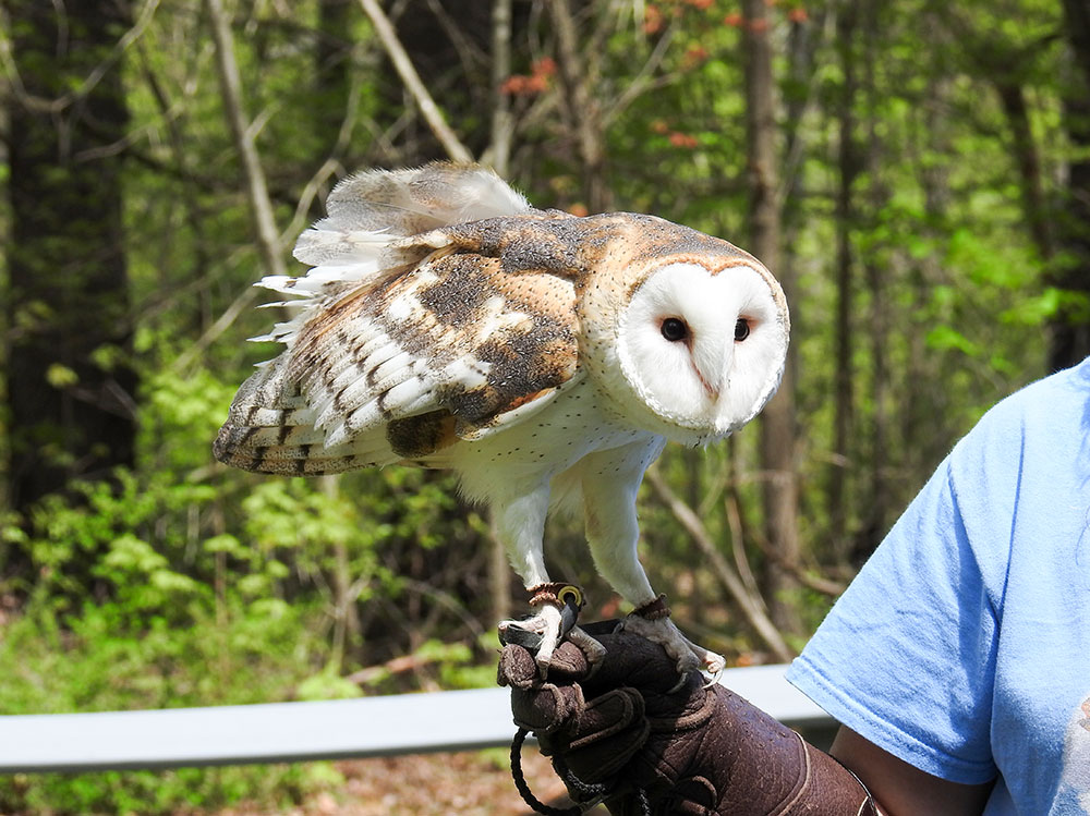 Tyton, a beautiful Barn owl under Mary-Beth's care was hit by a car in Utah suffering an injury to his shoulder leaving him unable to fly