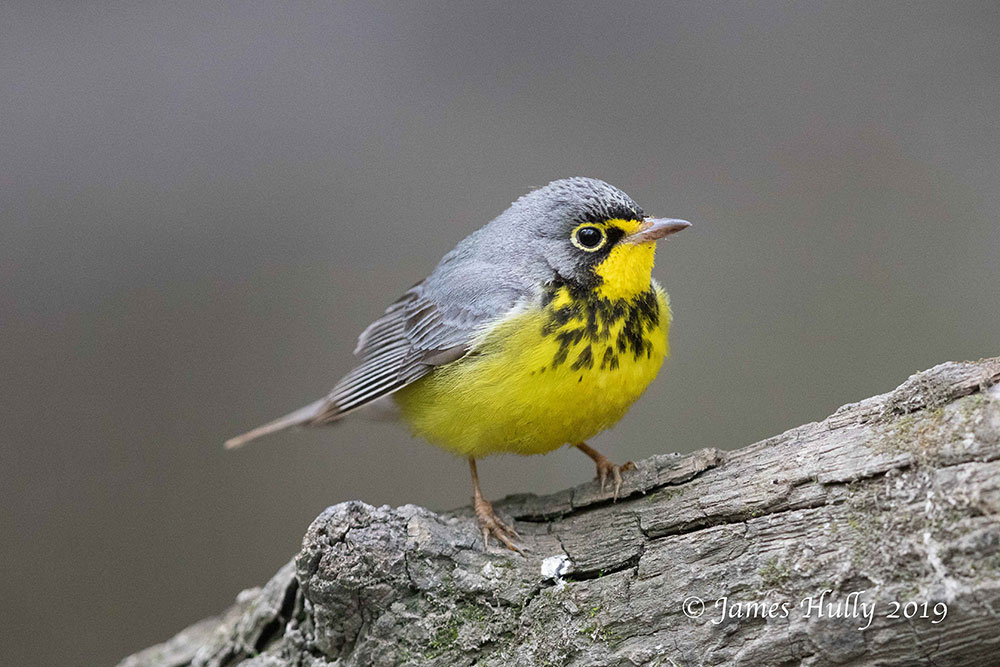 Canada Warbler by James Hully/Macaulay Library