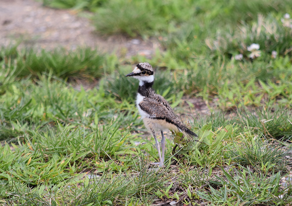 Killdeer chicks are bright-eyed, fluffy replicas of their parents