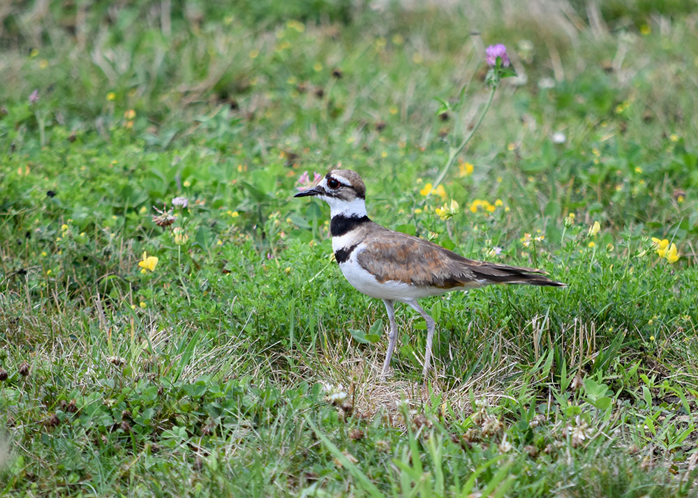 Killdeer have the characteristic large, round head, large eye, and short bill of all plovers, and are especially slender and lanky, with a long, pointed tail and long wings