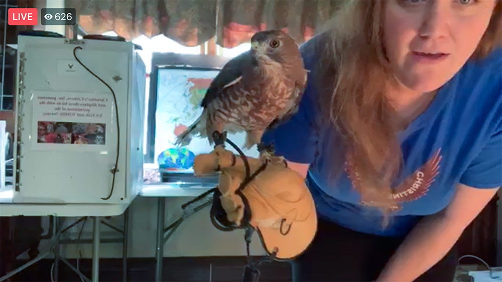 Christine introduces viewers to Ariel, a Broad-winged Hawk