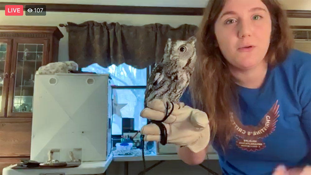 Christine introduces viewers to As, a gray-phase Eastern Screech Owl