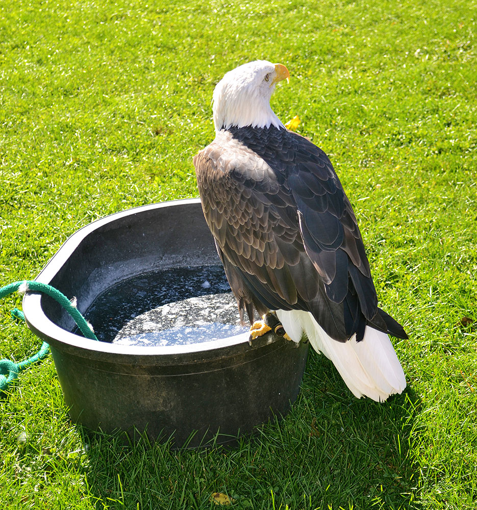Doesn't everyone want a beautiful Bald Eagle on their front lawn