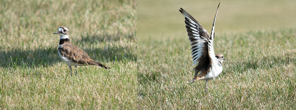 Adult Killdeer lead humans away from their young with a broken-wing trick