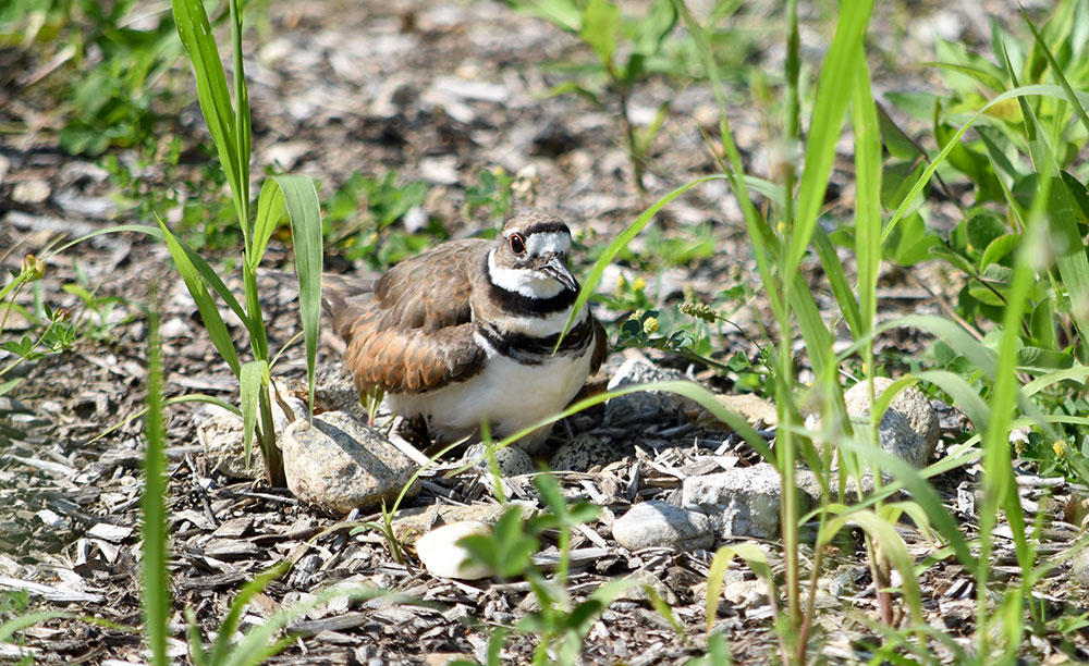 Momma Killdeer on ground nest with two eggs visible