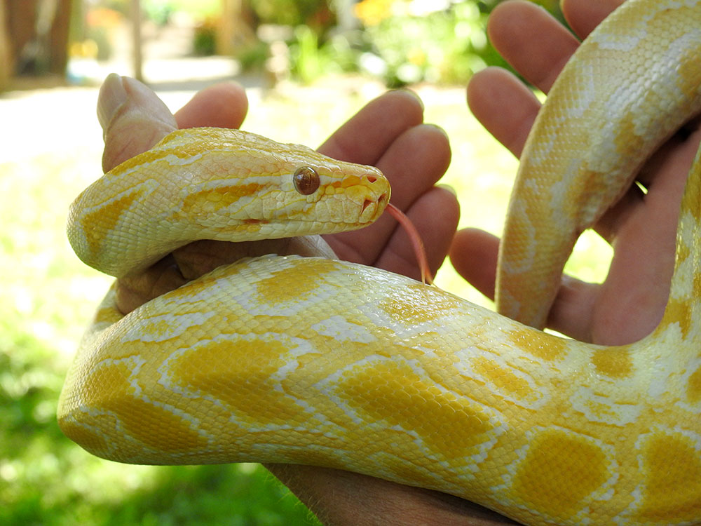 Lemon Drops the Burmese Python