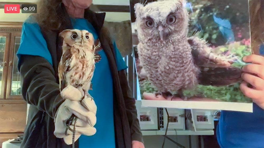 Christine shows viewers what Magma, a red-phase eastern Screech Owl looked like as a chick