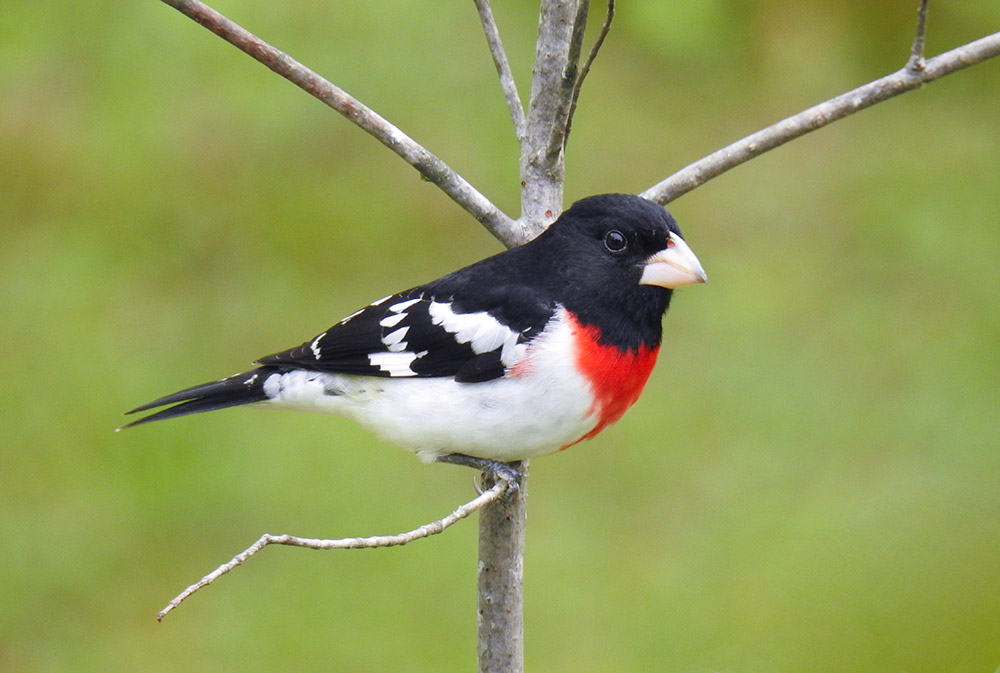 Rose-breasted Grosbeaks are beautiful birds to welcome to your backyard