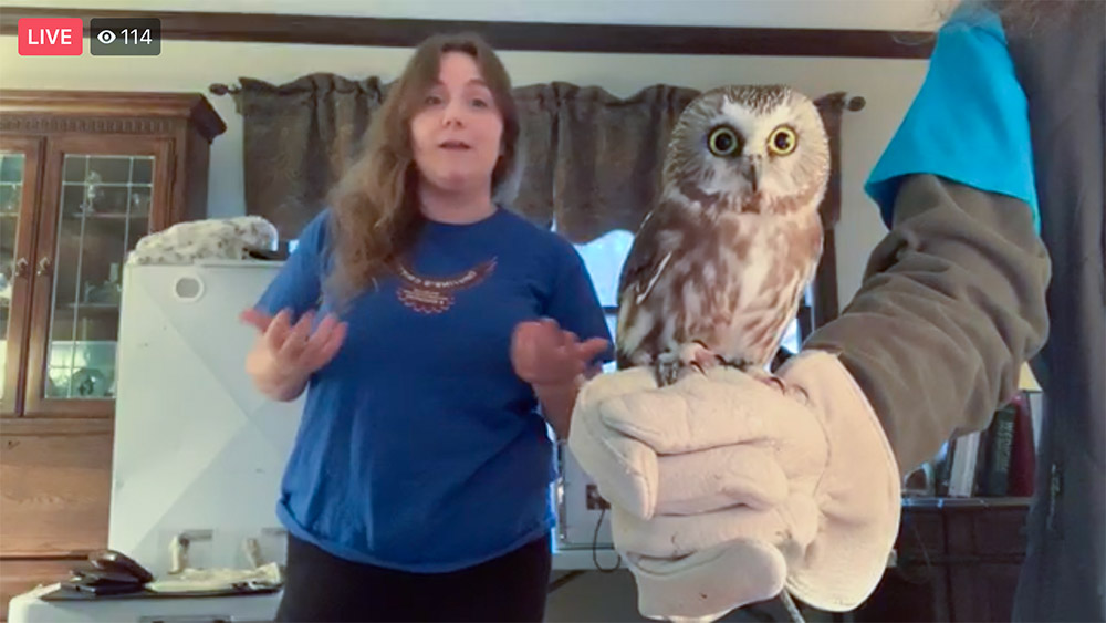 Christine educates the audience about Mr. Higgins, a Northern Saw-whet Owl