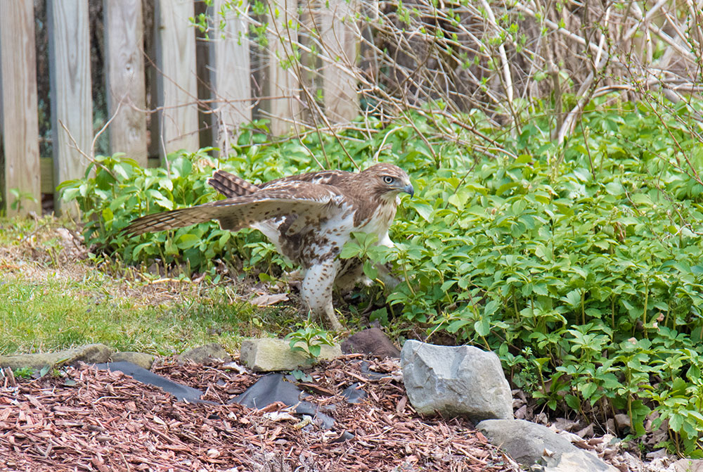 Red-tailed Hawk patrols the yard