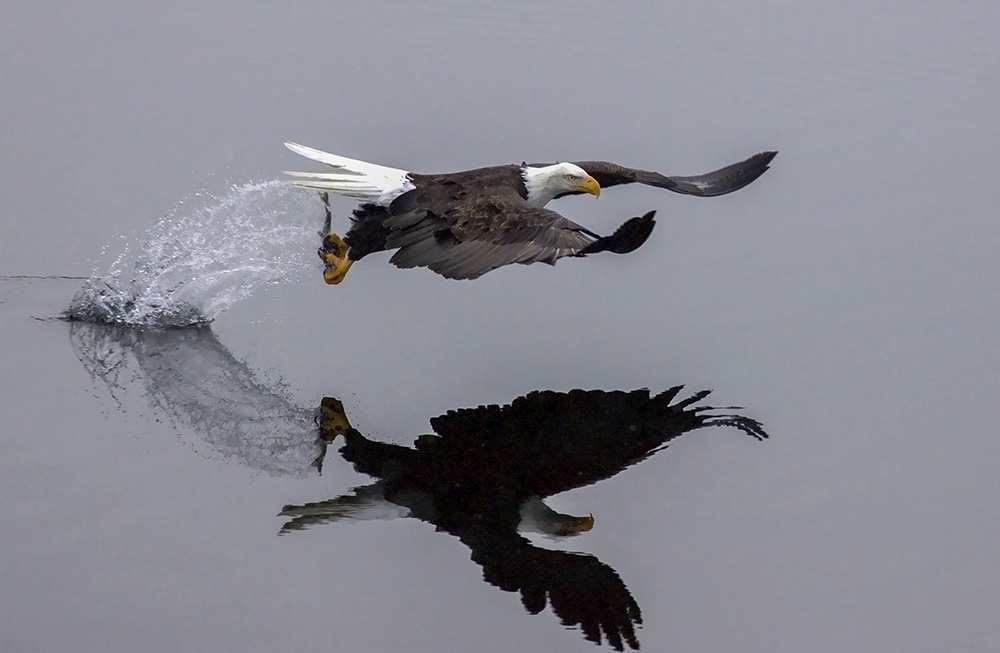 A Bald eagle’s feet are incredible hunting tools and their talons give them a secure grip on their prey