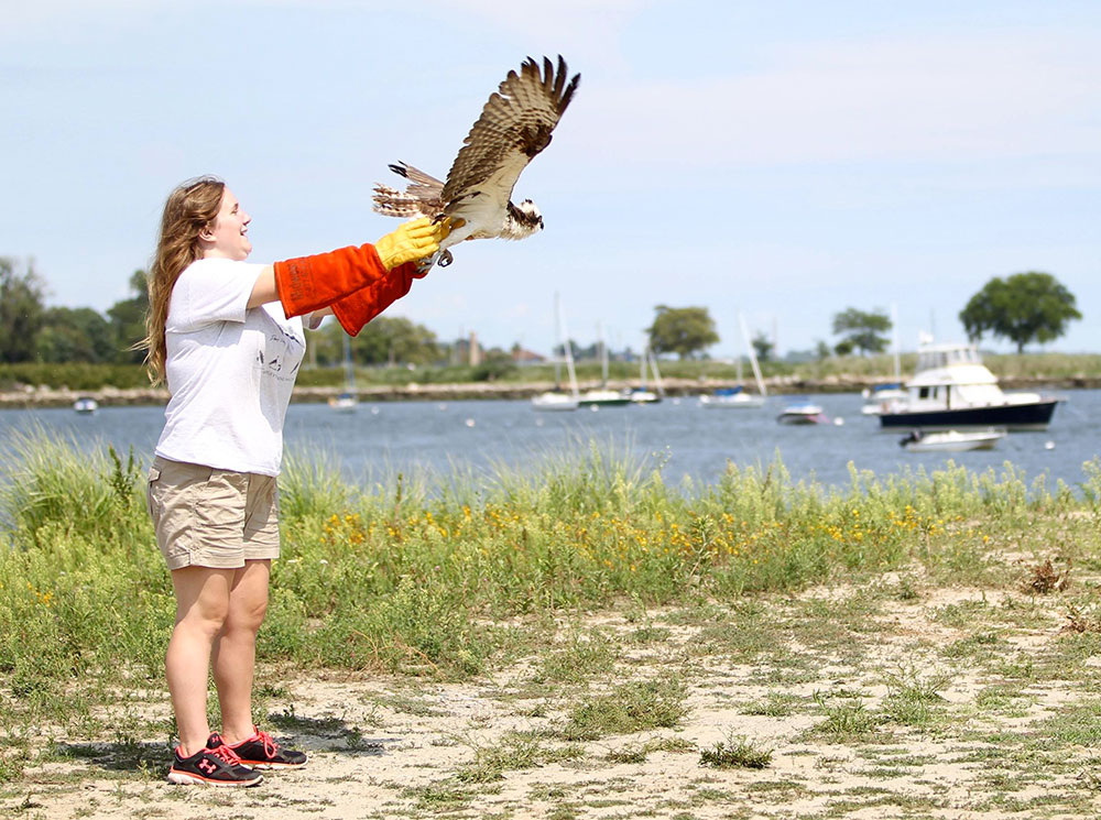 It's a happy ending for this Osprey thanks to Christine's diligent care. This bird is back in the wild. Photo by Betsy Peyreigne