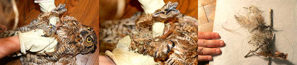 Christine's Critters rescues a Great Horned Owl caught in fishing line