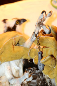Christine's Critters saves this beautiful Osprey by removing fishing tackle from its leg